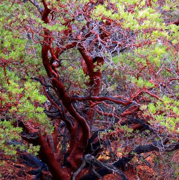 Meet your Posher, Drago - Picture 1 of 1